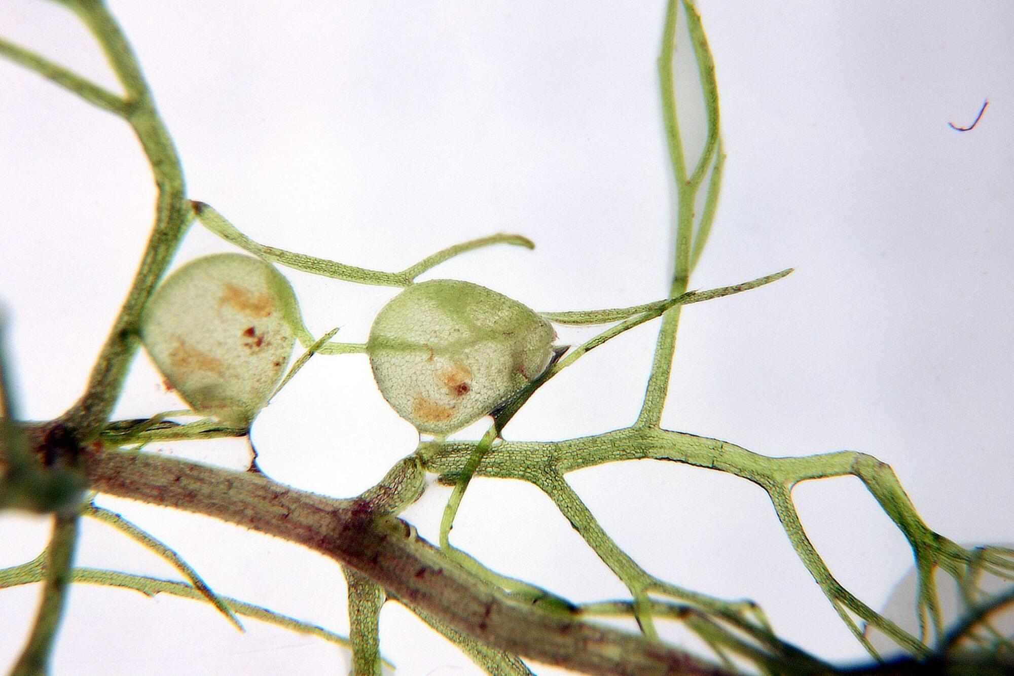 Bladderwort underwater bladder traps