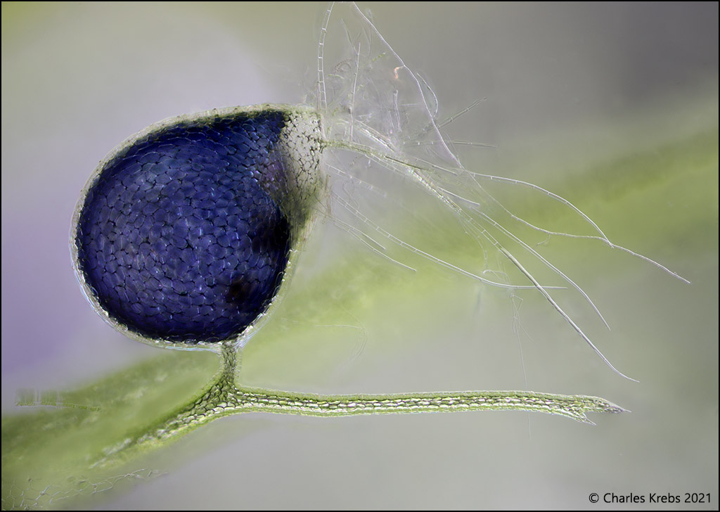 Microscopic view of bladderwort bladder