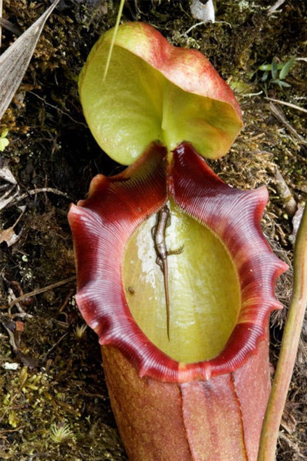 Pitcher plant cutaway showing interior