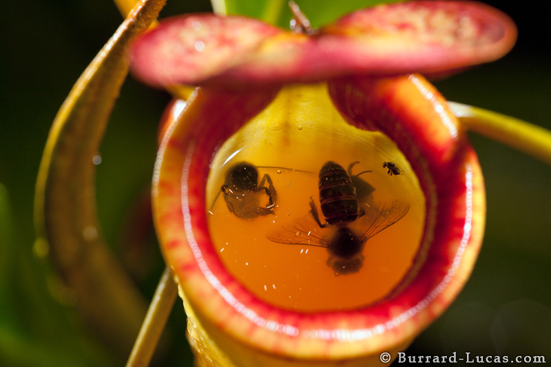 Pitcher plant with trapped insects visible