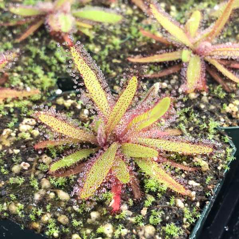 Top view of sundew rosette showing sticky droplets