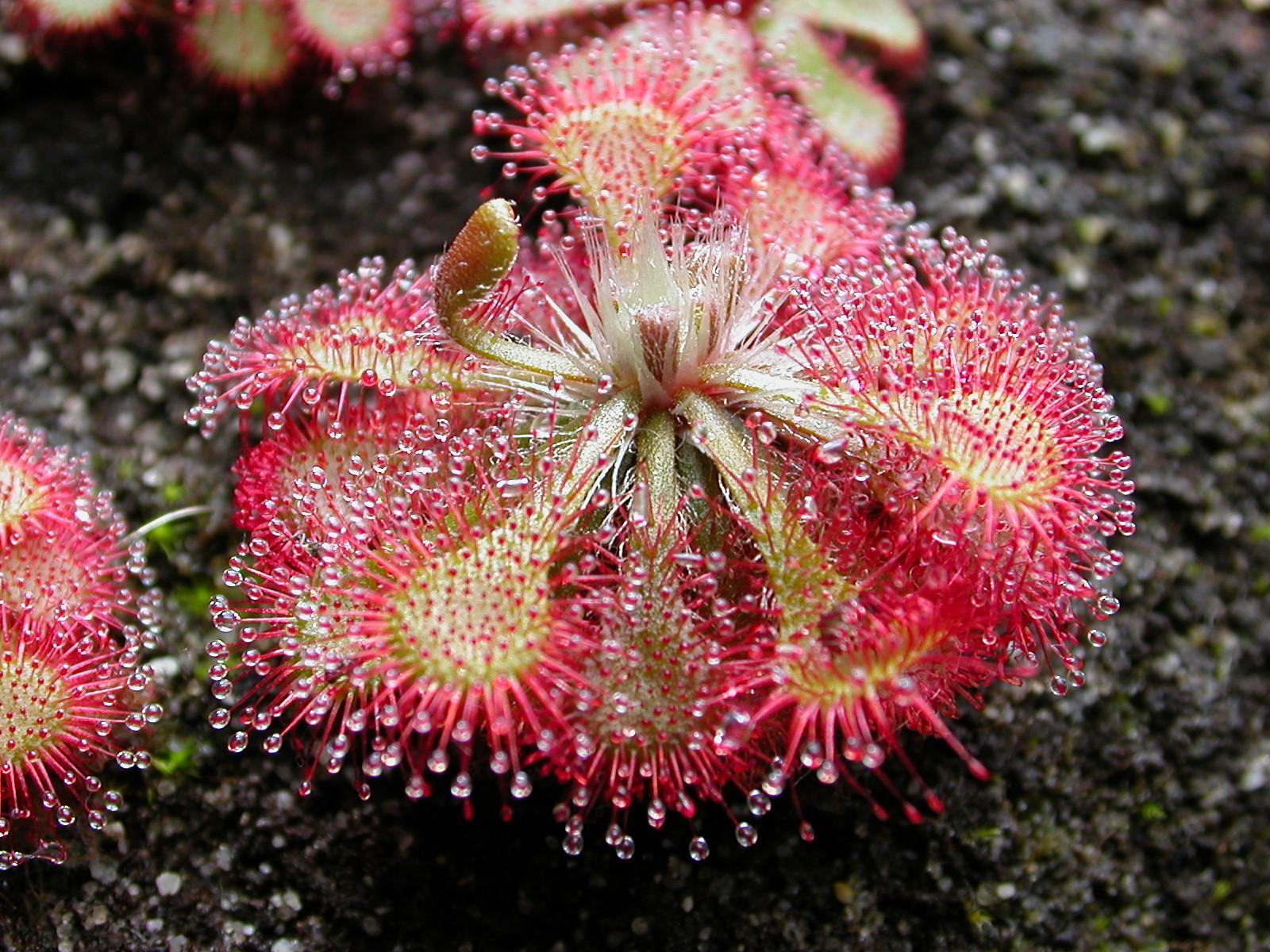 Sundew with trapped insect in sticky tentacles