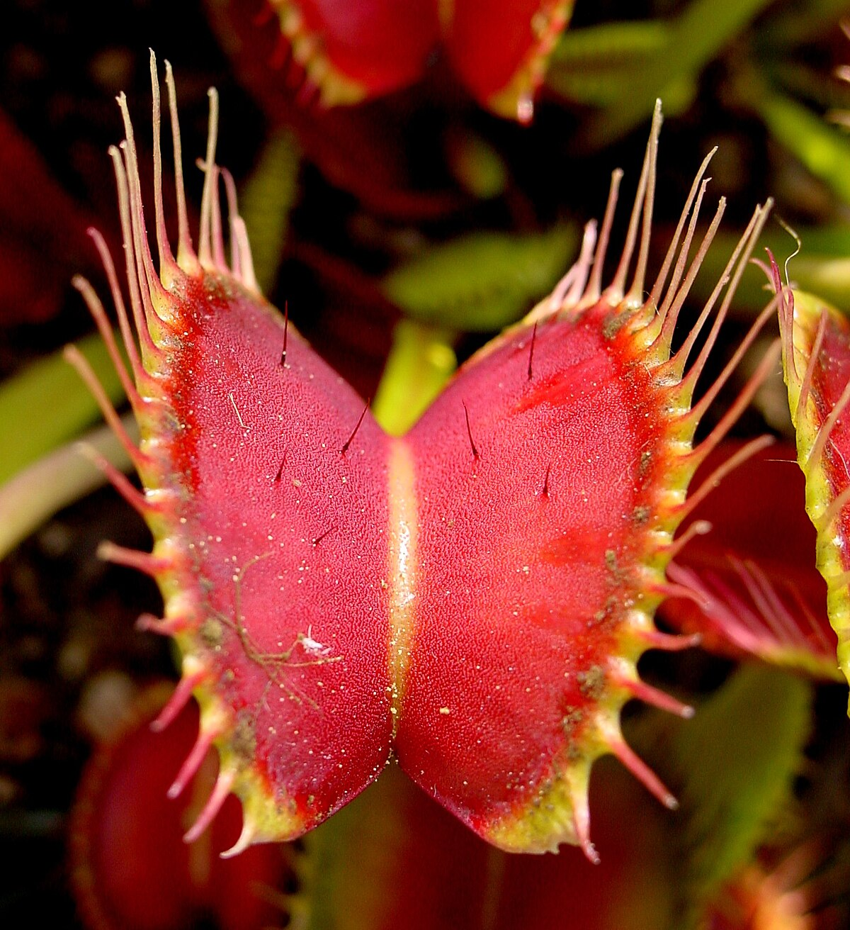 Venus flytrap showing open trap with trigger hairs