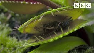 Venus flytrap trap closing on insect